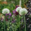 Plants Allium Pollinator Garden | Allium Mount Everest