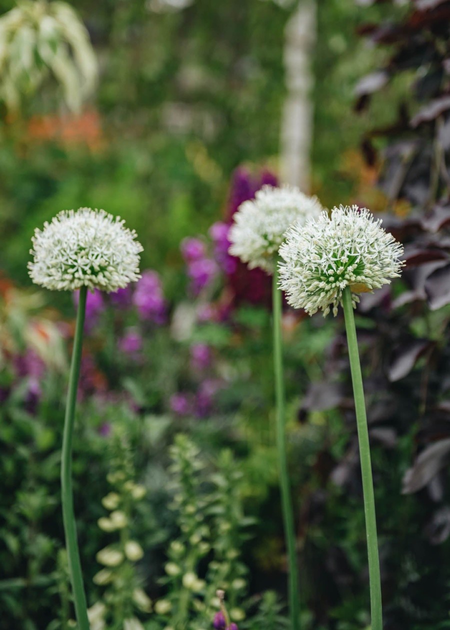 Plants Allium Pollinator Garden | Allium Mount Everest