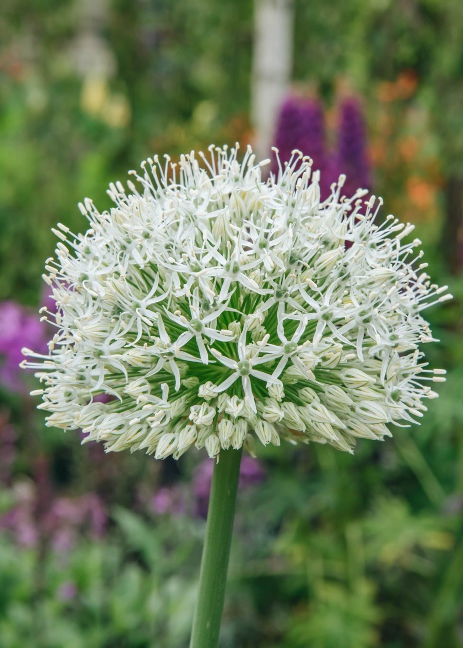 Plants Allium Pollinator Garden | Allium Mount Everest