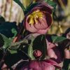 Plants Hellebore Cottage Garden | Helleborus Pippa'S Purple | Burford Garden Co.