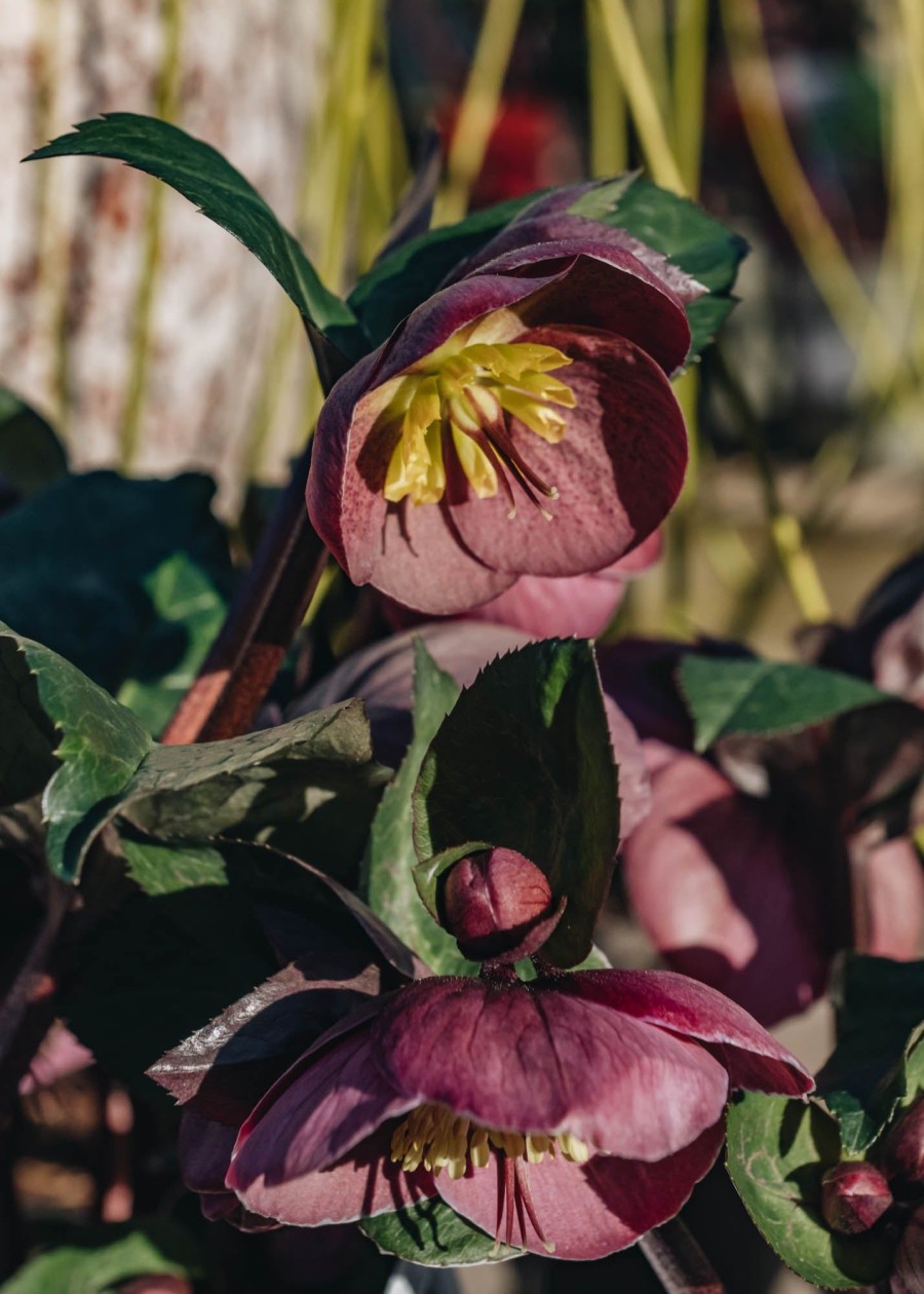 Plants Hellebore Cottage Garden | Helleborus Pippa'S Purple | Burford Garden Co.