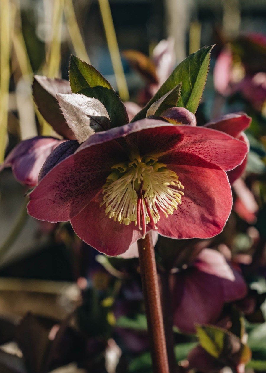 Plants Hellebore Cottage Garden | Helleborus Pippa'S Purple | Burford Garden Co.