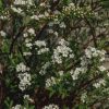 Plants Spirea Pollinator Garden | Spiraea Arguta