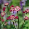 Plants Astrantia Pollinator Garden | Astrantia Major Star Of Beauty