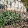 Gardening Wilstone Kadai Plant Supports | Pea Frame