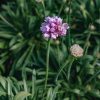 Plants Armeria Cottage Garden | Armeria Pseudarmeria Sweet Dreams