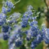 Plants Ceanothus Pollinator Garden | Ceanothus Italian Skies