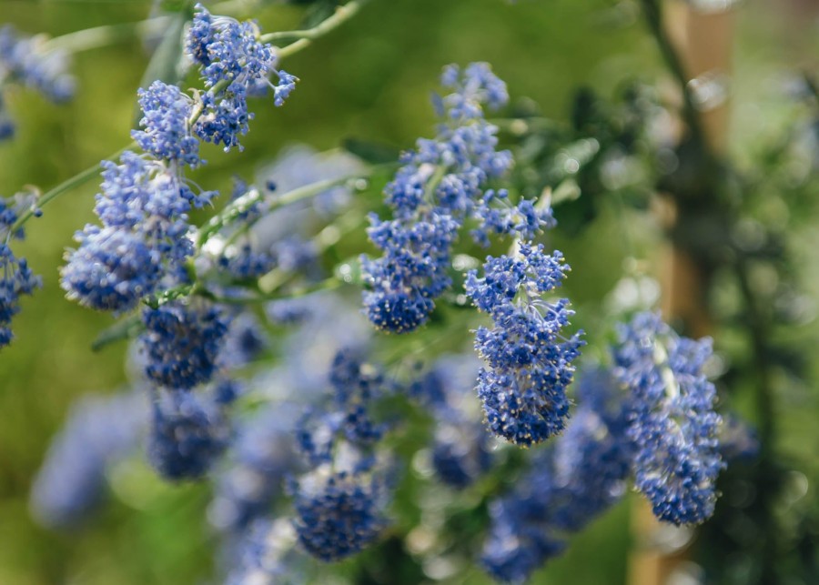 Plants Ceanothus Pollinator Garden | Ceanothus Italian Skies