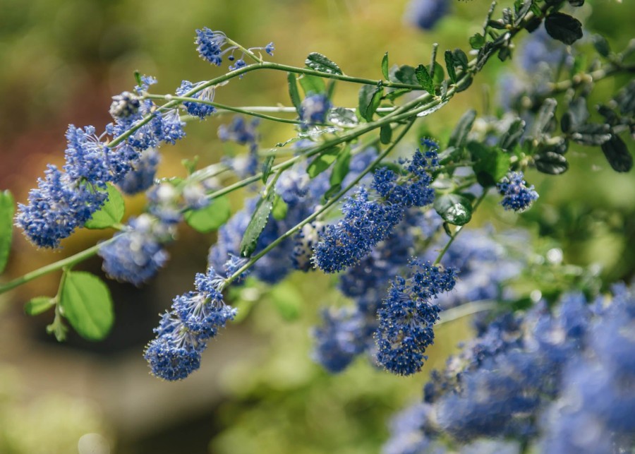 Plants Ceanothus Pollinator Garden | Ceanothus Italian Skies