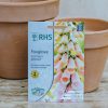 Plants Mr Fothergills Seeds | Foxglove Sutton'S Apricot Seeds