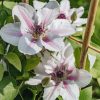 Plants Clematis Cottage Garden | Clematis Countess Of Wessex