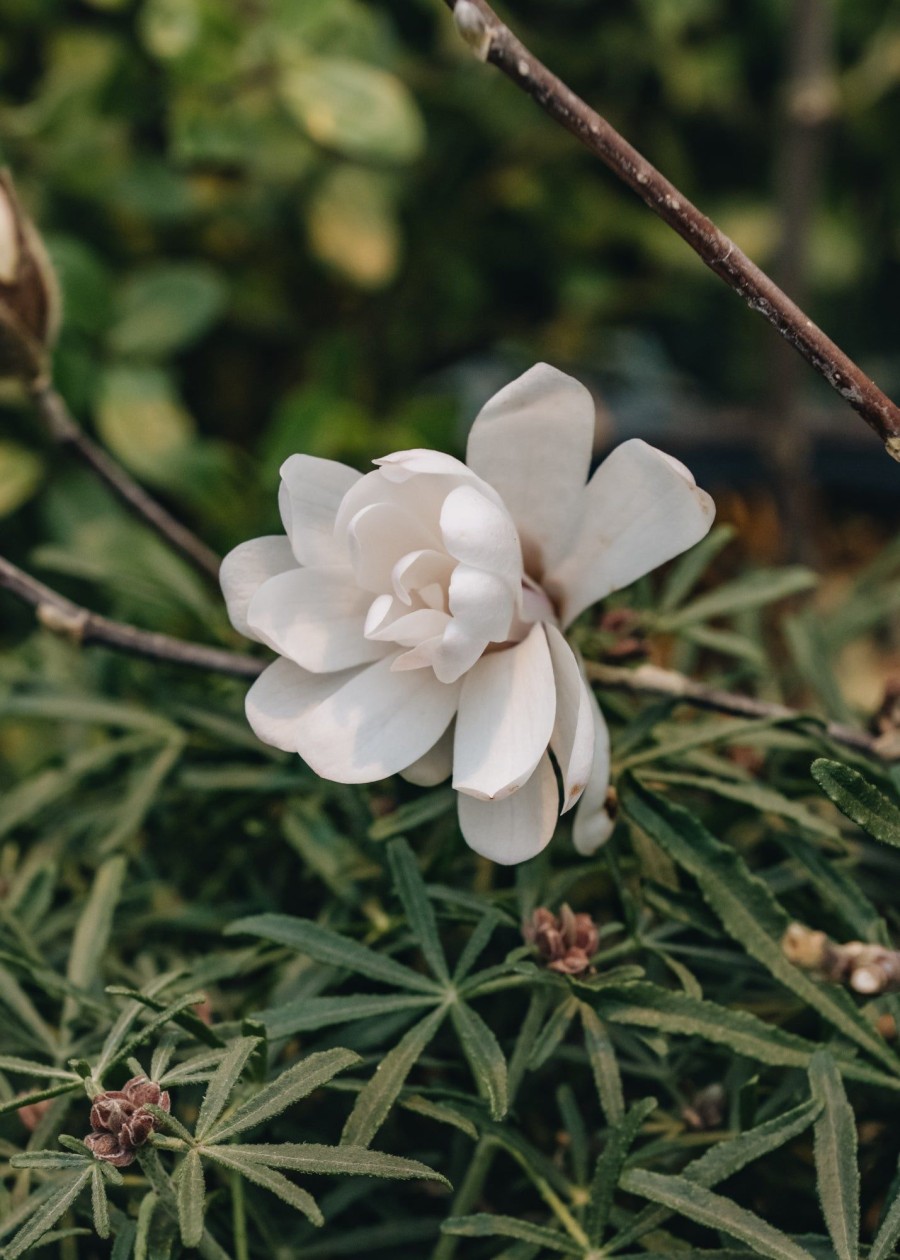 Plants Magnolia Cottage Garden | Magnolia Stellata Waterlily 3L