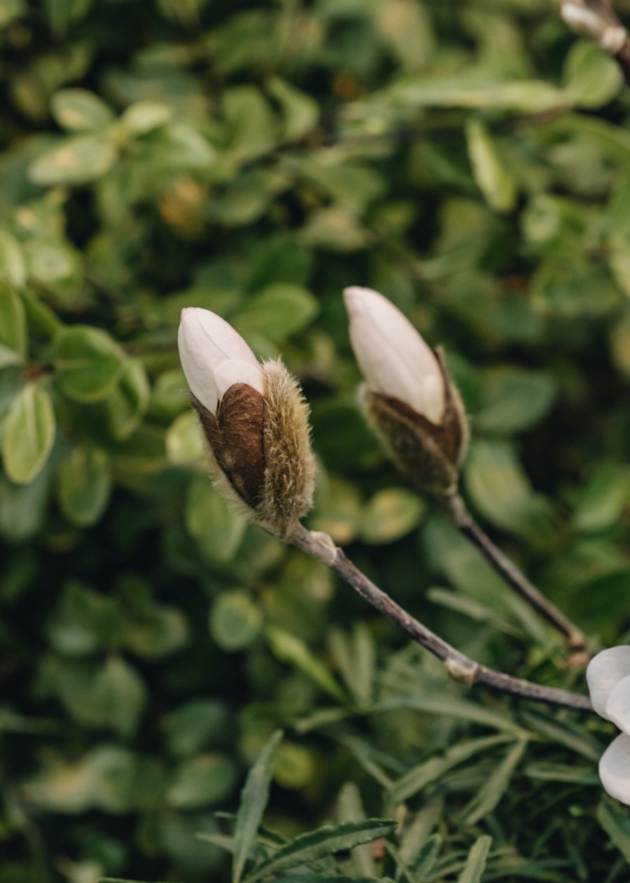 Plants Magnolia Cottage Garden | Magnolia Stellata Waterlily 3L