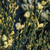 Plants Cytisus Pollinator Garden | Cytisus Praecox Allgold Agm