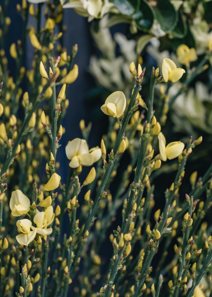 Plants Cytisus Pollinator Garden | Cytisus Praecox Allgold Agm