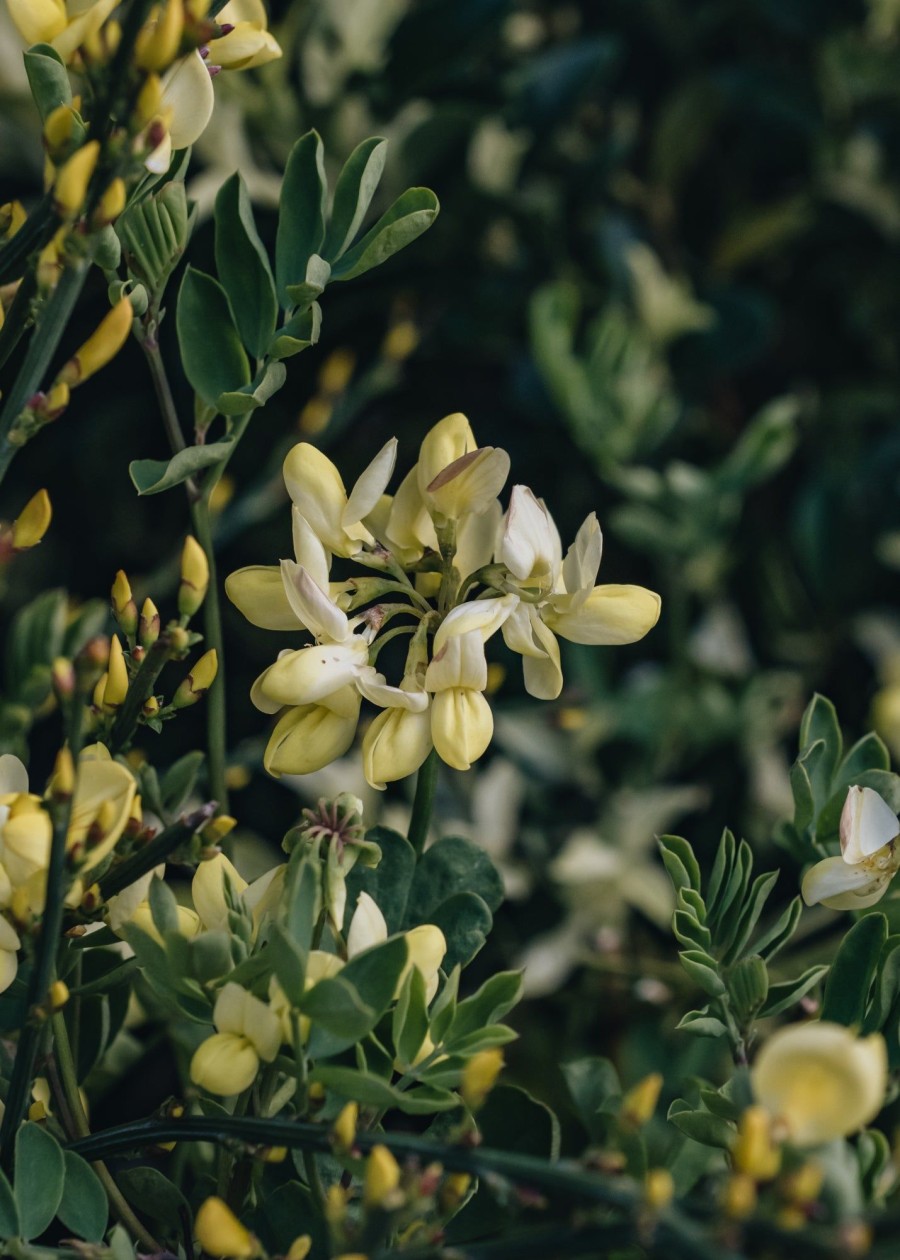 Plants Cytisus Pollinator Garden | Cytisus Praecox Allgold Agm