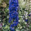 Plants Delphinium Pollinator Garden | Delphinium Delgenius Kingsley