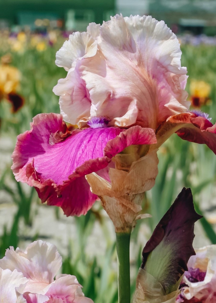 Plants Taylors Bulbs Iris Bulbs | Iris 'Burgemeister', Pack Of Three Bulbs