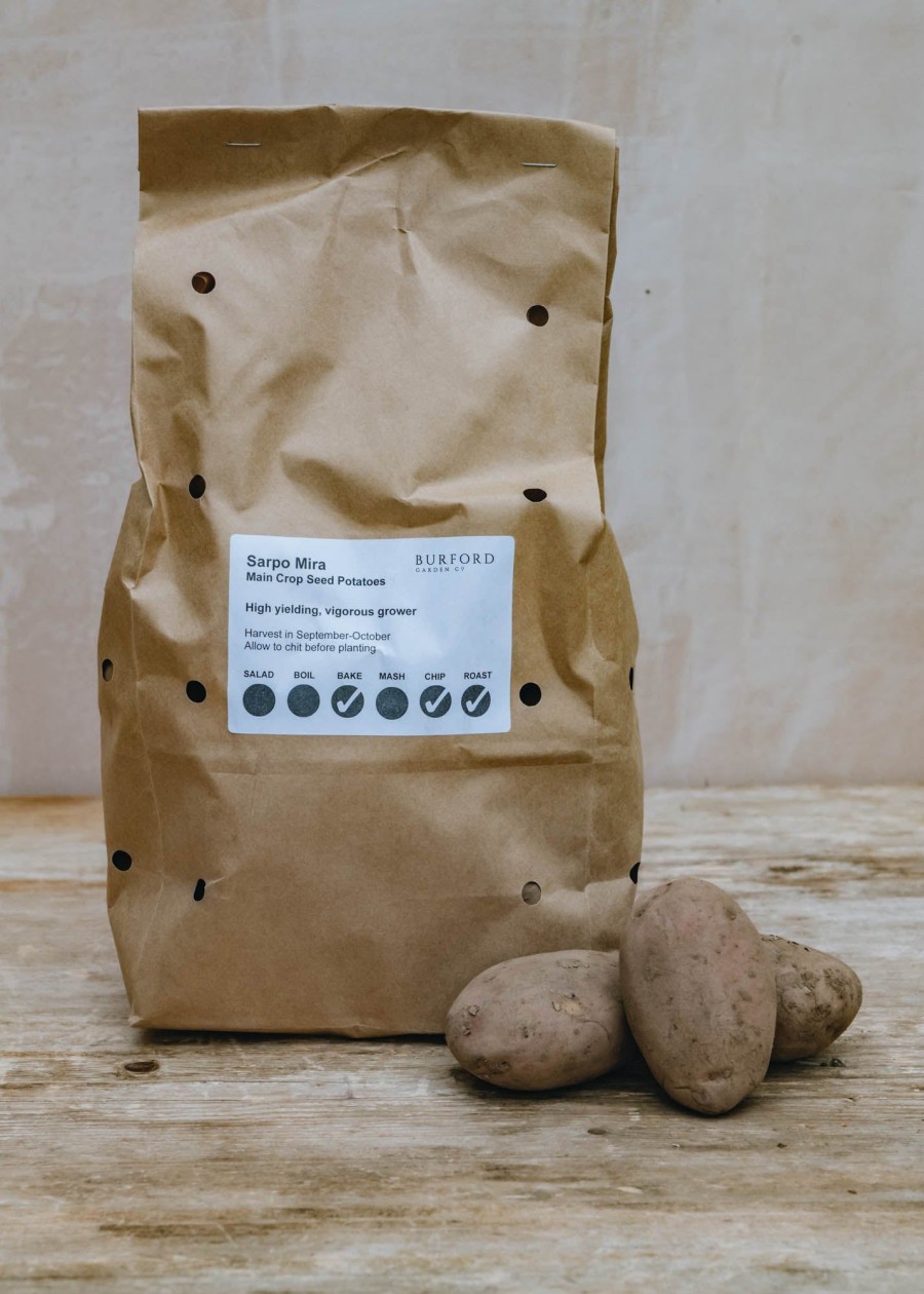 Plants Taylors Bulbs Seed Potatoes | Potato 'Sarpo Mira'