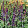 Plants Salvia Pollinator Garden | Salvia Nemorosa Caradonna Agm