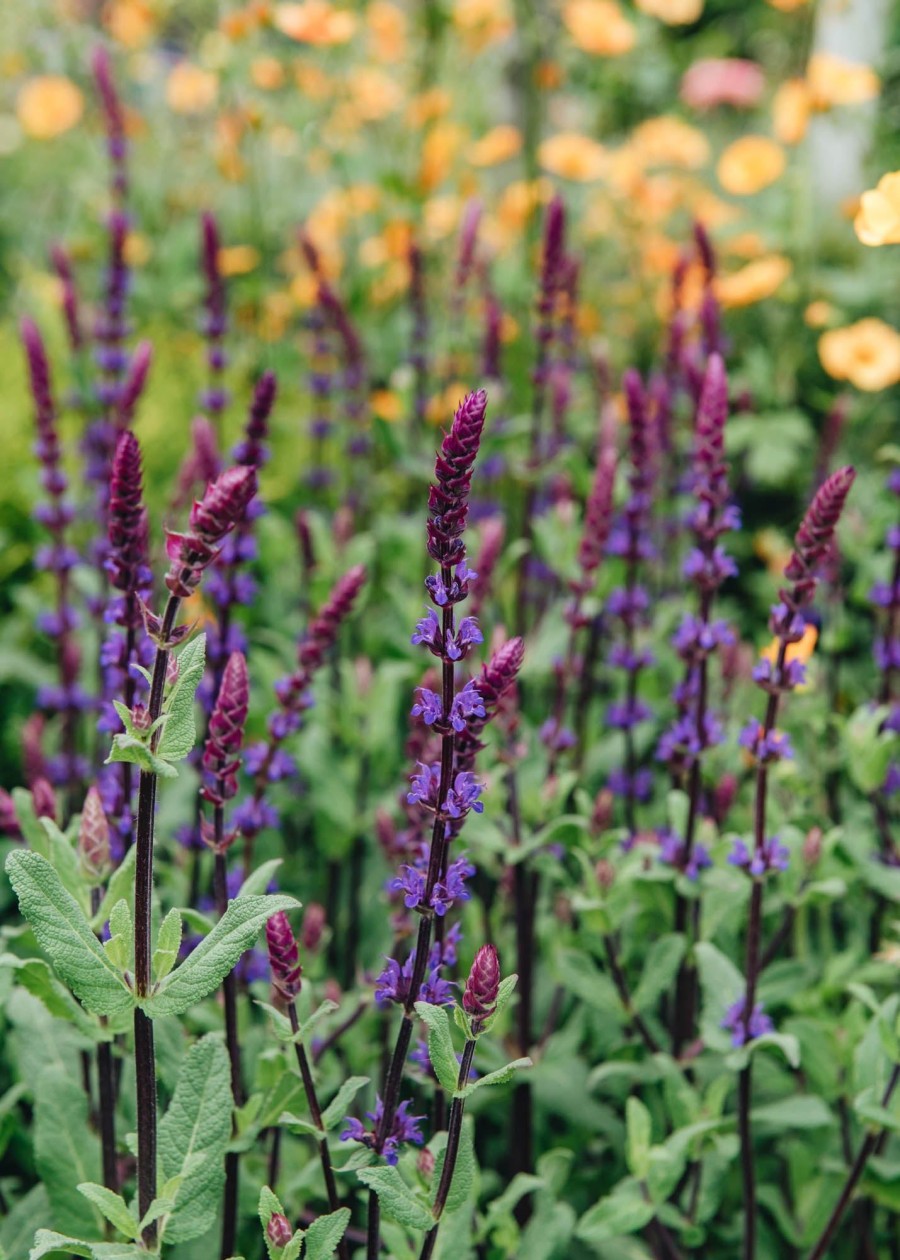 Plants Salvia Pollinator Garden | Salvia Nemorosa Caradonna Agm