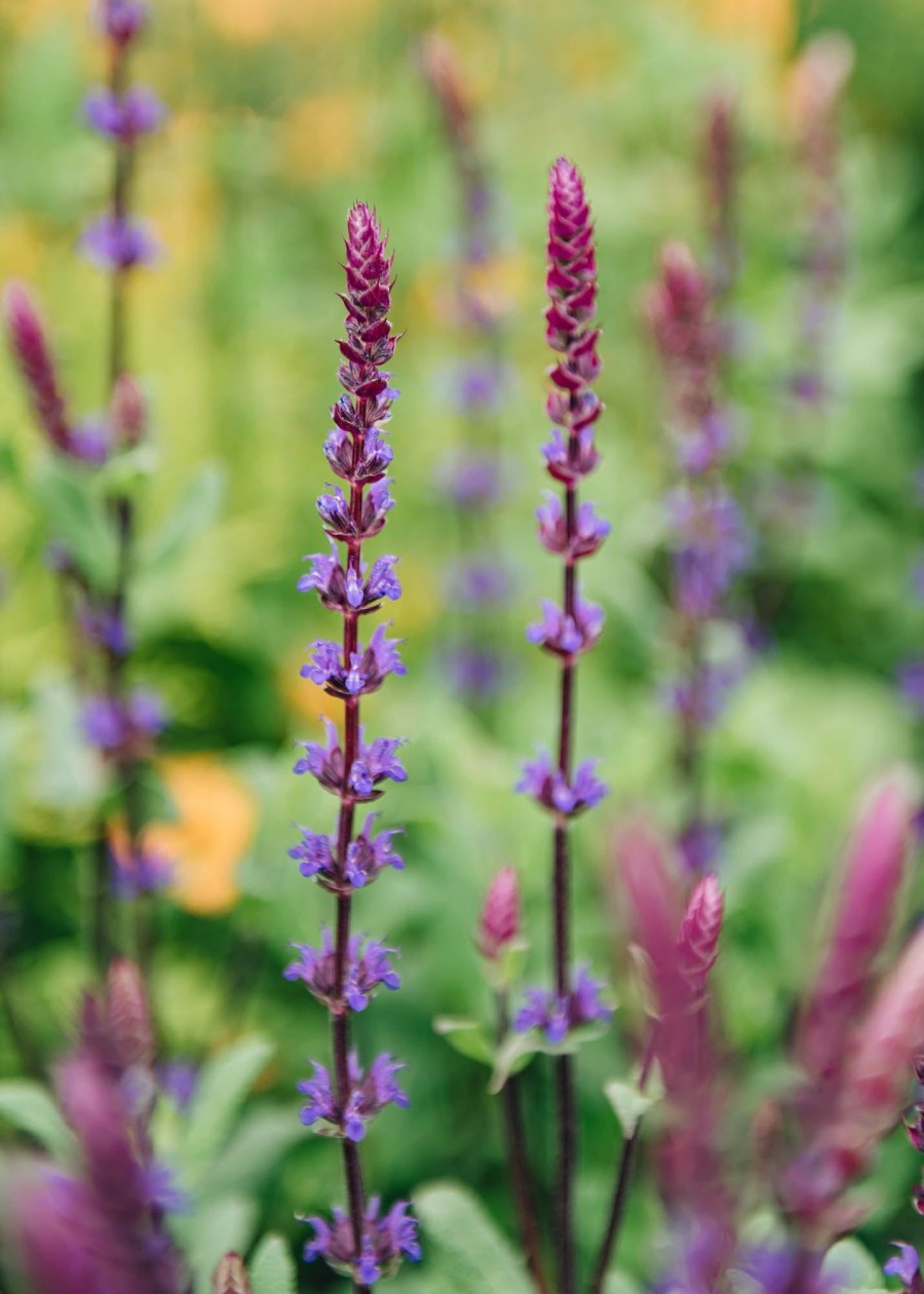 Plants Salvia Pollinator Garden | Salvia Nemorosa Caradonna Agm