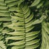 Plants Dryopteris Cottage Garden | Dryopteris Cycadina