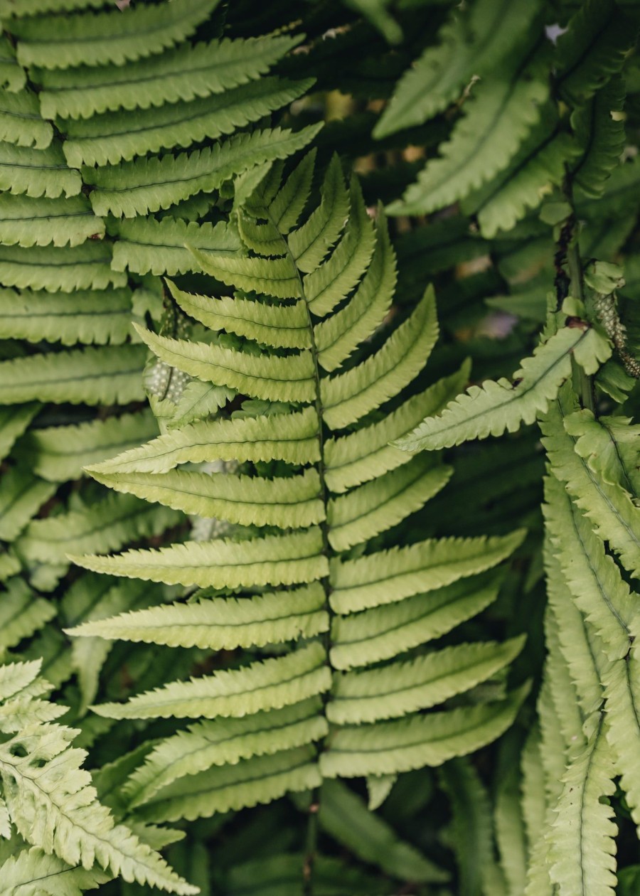 Plants Dryopteris Cottage Garden | Dryopteris Cycadina