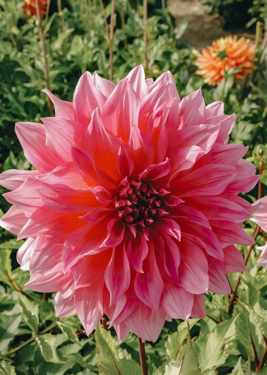 Plants Taylors Bulbs Dahlia Tubers | Dahlia 'Arthur Hambley', Pack Of Five Tubers