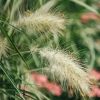 Plants Pennisetum Prairie Garden | Buy Pennisetum Villosum Agm| Plants