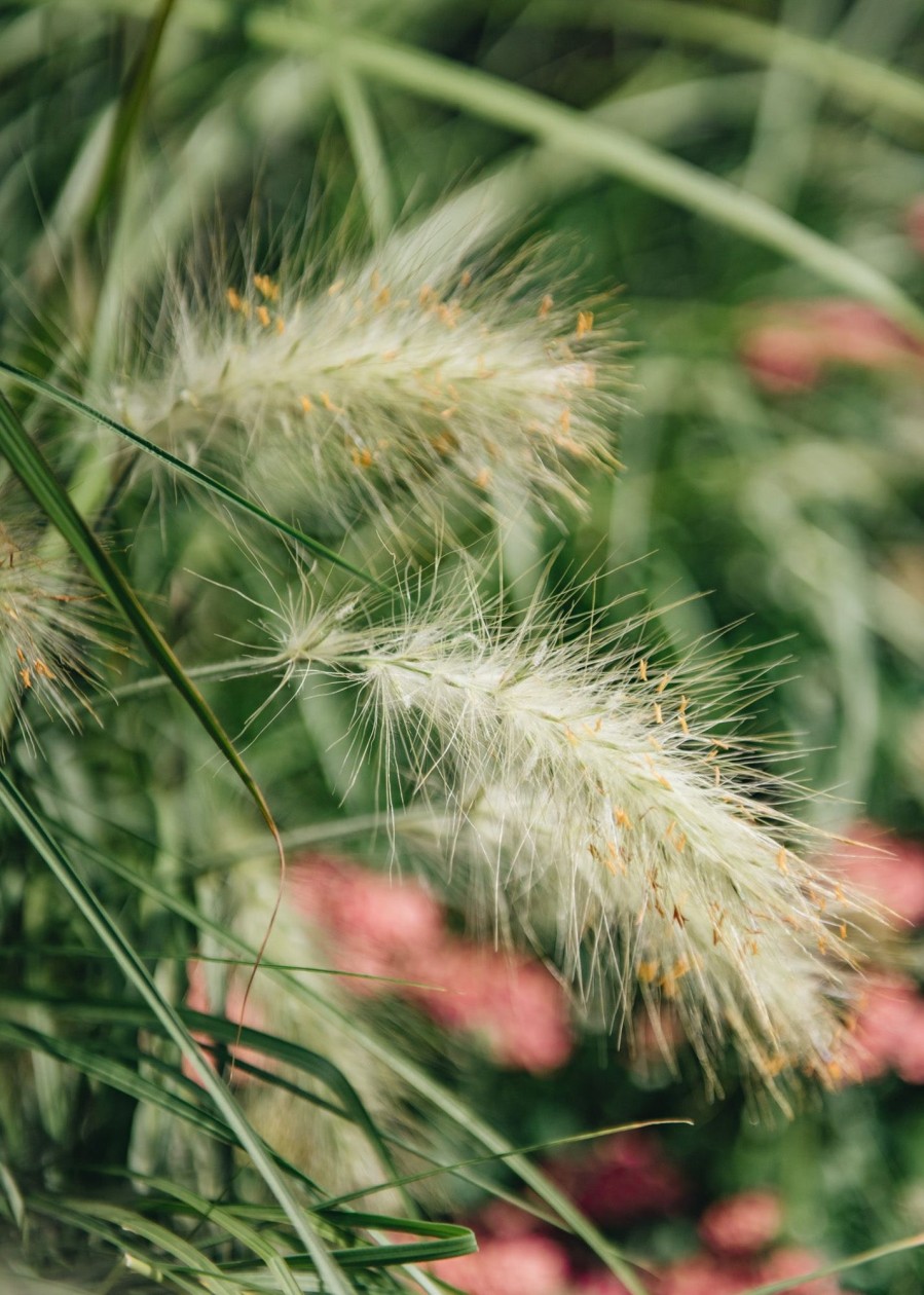 Plants Pennisetum Prairie Garden | Buy Pennisetum Villosum Agm| Plants