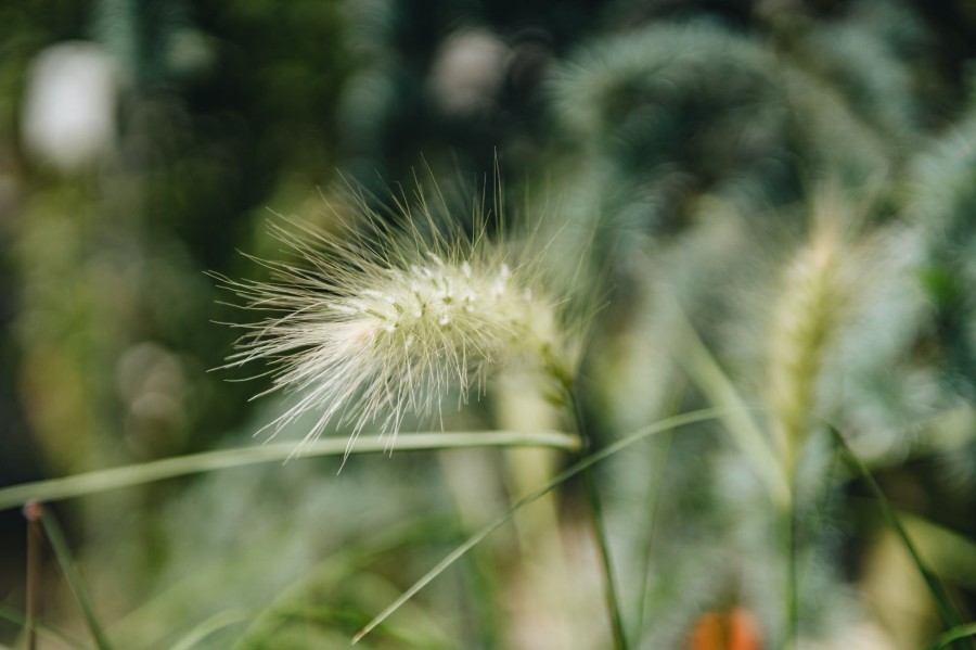 Plants Pennisetum Prairie Garden | Buy Pennisetum Villosum Agm| Plants