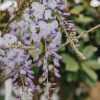 Plants Wisteria Cottage Garden | Wisteria Sinensis 10L