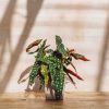 Interiors Houseplants Houseplants & Pots | Begonia Foliage Maculata