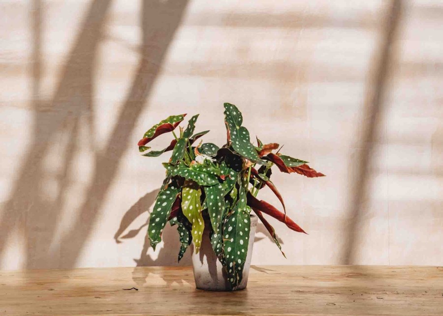 Interiors Houseplants Houseplants & Pots | Begonia Foliage Maculata