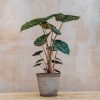 Interiors Houseplants Houseplants & Pots | Alocasia Brancifolia