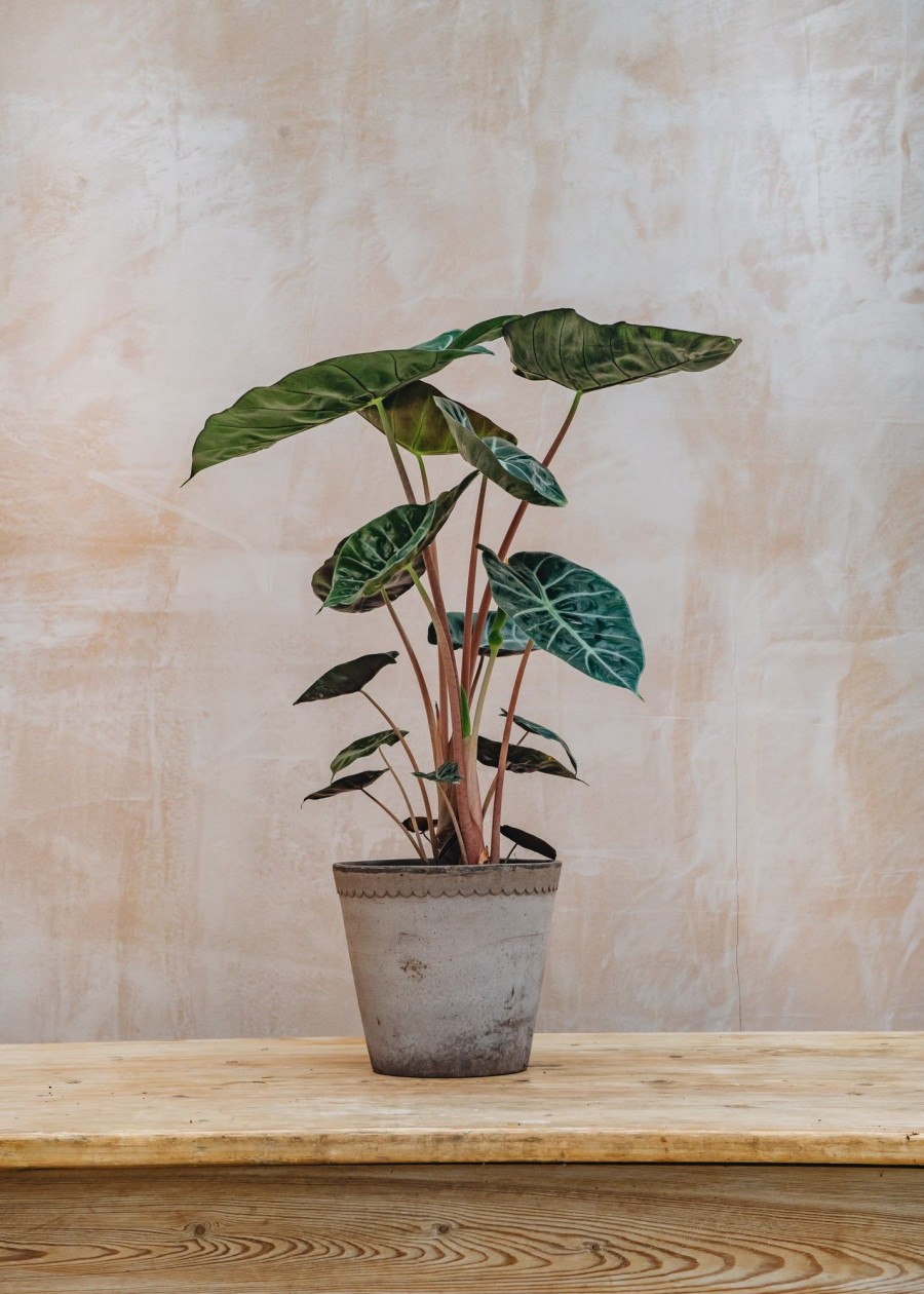 Interiors Houseplants Houseplants & Pots | Alocasia Brancifolia