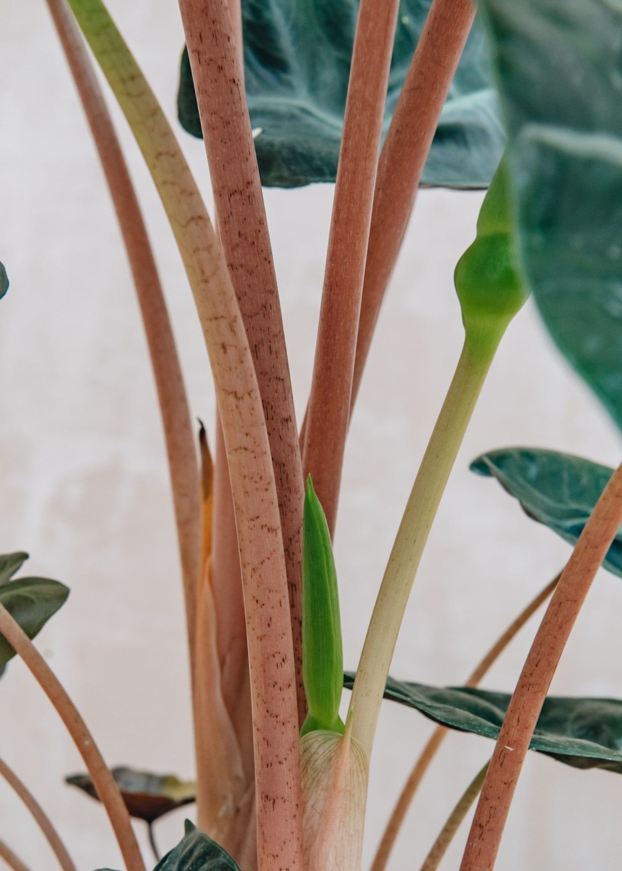 Interiors Houseplants Houseplants & Pots | Alocasia Brancifolia