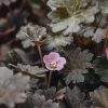 Plants Geranium Pollinator Garden | Geranium Chocolate Candy