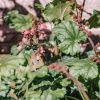 Plants Heuchera Cottage Garden | Heuchera Paris