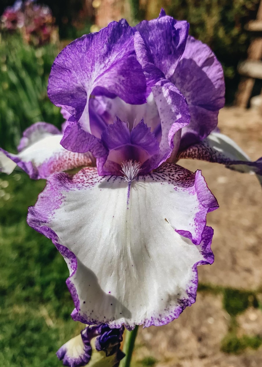 Plants Taylors Bulbs Iris Bulbs | Iris 'Loop The Loop', Pack Of Three Bulbs