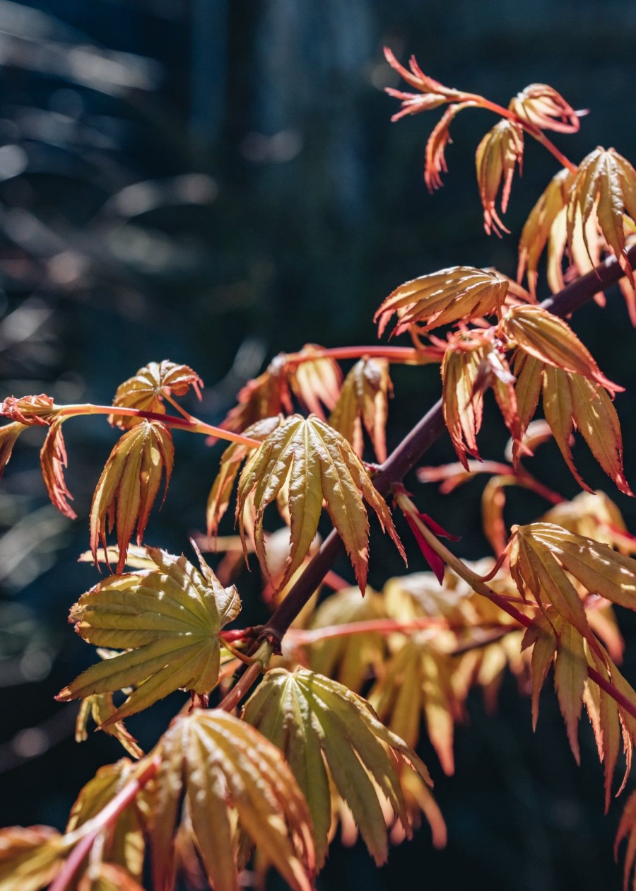 Plants Acer Trees & Shrubs | Acer Palmatum Cascade Gold