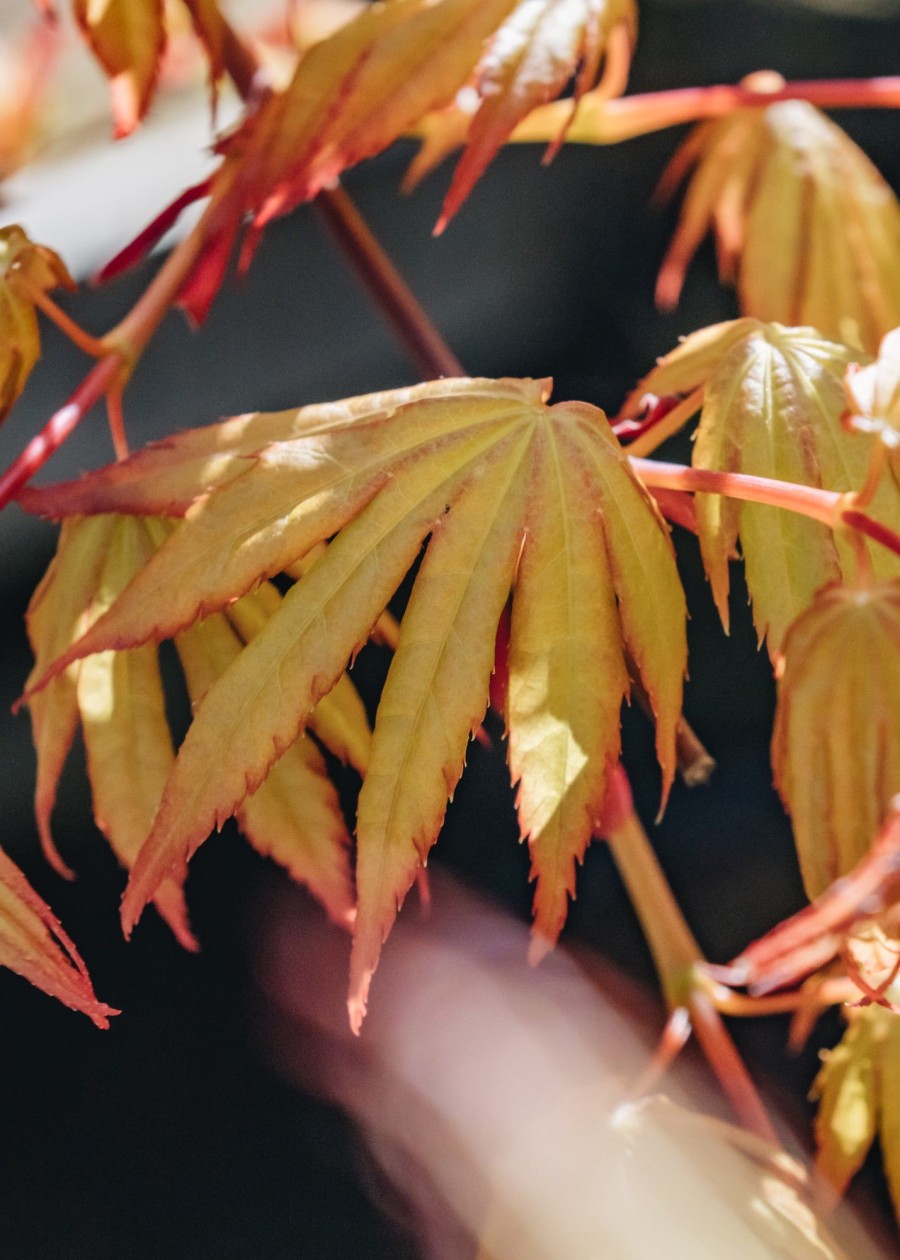 Plants Acer Trees & Shrubs | Acer Palmatum Cascade Gold