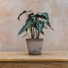 Interiors Houseplants Houseplants & Pots | Buy Alocasia Polly