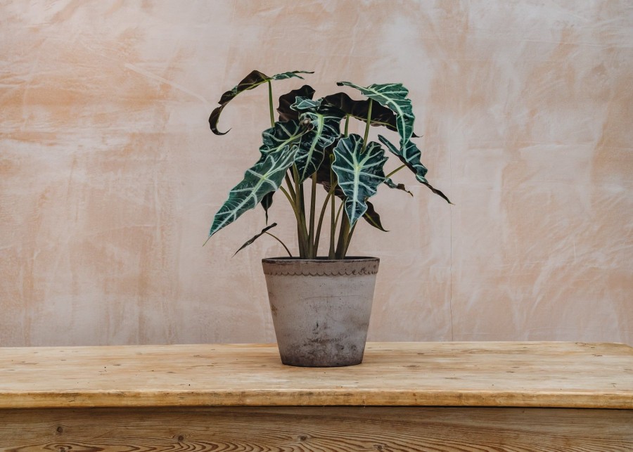 Interiors Houseplants Houseplants & Pots | Buy Alocasia Polly