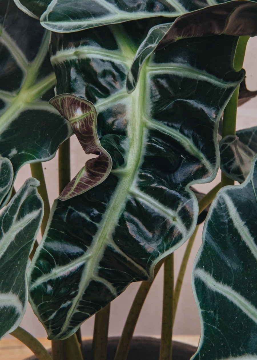 Interiors Houseplants Houseplants & Pots | Buy Alocasia Polly