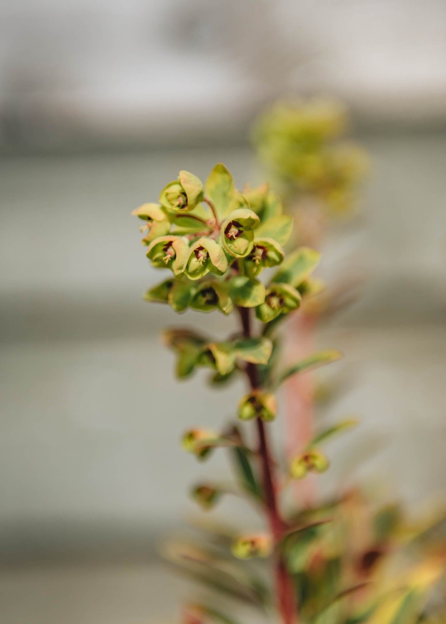 Plants Euphorbia Cottage Garden | Buy Euphorbia Martinii Baby Charm