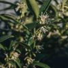 Plants Sarcococca Pollinator Garden | Sarcococca Ruscifolia Dragon'S Gate 3L