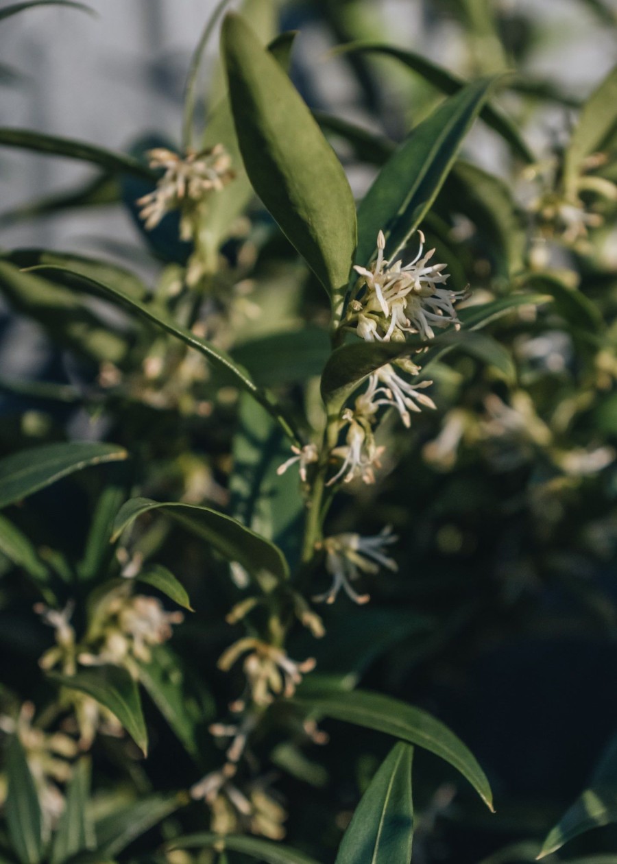 Plants Sarcococca Pollinator Garden | Sarcococca Ruscifolia Dragon'S Gate 3L