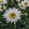 Plants Leucanthemum Cottage Garden | Leucanthemum Xs 'Aglaia'